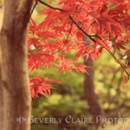 Matte Vermillion Maple Leaves in Autumn