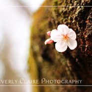 Single Cherry Blossom Blooming from Tree Trunk