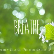 Breathe Refreshing Hydrangea with Green Leaves and Bokeh