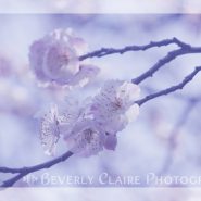 White & Pink Plum Blossoms with Violet Tones