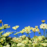 Lovely Yellow Cosmos Flower Field with Clear Blue Sky